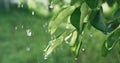 summer rain fresh green leaves water drops foliage Royalty Free Stock Photo