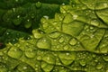 After a summer rain. macro photo of water drops ( dew ) on the stems and leaves of green plants. Royalty Free Stock Photo