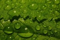 After a summer rain. macro photo of water drops ( dew ) on the stems and leaves of green plants. Royalty Free Stock Photo