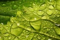 After a summer rain. macro photo of water drops ( dew ) on the stems and leaves of green plants. Royalty Free Stock Photo