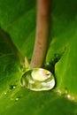 After a summer rain. macro photo of water drops ( dew ) on the stems and leaves of green plants. Royalty Free Stock Photo