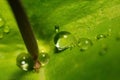 After a summer rain. macro photo of water drops ( dew ) on the stems and leaves of green plants. Royalty Free Stock Photo