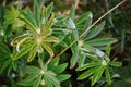 After a summer rain. macro photo of water drops ( dew ) on the stems and leaves of green plants. Royalty Free Stock Photo