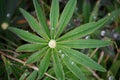 After a summer rain. macro photo of water drops ( dew ) on the stems and leaves of green plants. Royalty Free Stock Photo