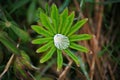 After a summer rain. macro photo of water drops ( dew ) on the stems and leaves of green plants. Royalty Free Stock Photo