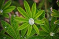 After a summer rain. macro photo of water drops ( dew ) on the stems and leaves of green plants. Royalty Free Stock Photo