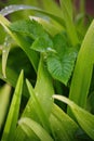 After a summer rain. macro photo of water drops ( dew ) on the stems and leaves of green plants. Royalty Free Stock Photo