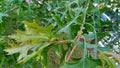 Oak leafs, Summer rain, Refreshing rain on tree, Rain drops on Oak Leaf