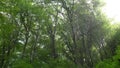 Summer rain in a tropical mountain forest with sun rays