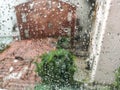 Summer rain on window. Blurred flowering rose bush behind glass of window with raindrops Royalty Free Stock Photo