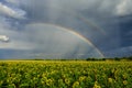 Summer rainbow over sunflower fields Royalty Free Stock Photo