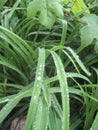 Summer rainy day. Green leaves.