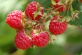 Summer raspberries Royalty Free Stock Photo