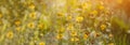 summer rectangular banner with place for text, summer meadow of yellow flowers on a sunny day