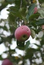 Red apple on a tree