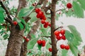 Summer red fruits and berries. Bright Wallpaper with cherries. Ripe red cherries on a tree in the garden in summer against the