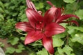 Summer red liliy Royalty Free Stock Photo