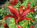 Summer red liliy Royalty Free Stock Photo