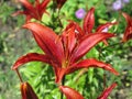 Summer red liliy Royalty Free Stock Photo