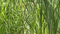 Summer reeds on the lake