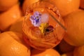 Summer refreshment aperitif cocktail in wine glass with ice rocks, bamboo straw and sliced oranges in fresh oranges backgroun