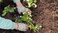 The summer resident plants small bushes with beautiful white flowers in a flower bed. Country life