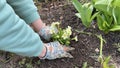 A summer resident in work gloves is planting a small bush with beautiful white-yellow flowers in a flower bed. Country life