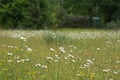 Meadowland with daisys and dandilions in the foreground Royalty Free Stock Photo