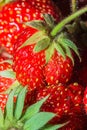 Summer ripe juicy red strawberry close-up Royalty Free Stock Photo