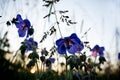 Summer rising sun and the purple flowers of meadow geranium close-up. Royalty Free Stock Photo