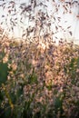 The summer rising sun shines through the stems of meadow grass. Royalty Free Stock Photo