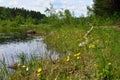 Summer river landscape. Boggy Bank of the river. Yellow flowers. Sedge. Royalty Free Stock Photo