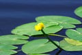 Summer river with water lily and green leaves Royalty Free Stock Photo