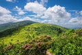 Summer Roan Mountain Bloom