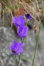 Violet bell flowers in romanian carpathians