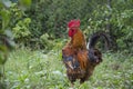 In the summer  a rooster in the grass in the garden Royalty Free Stock Photo