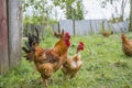 In the summer  a rooster and a hen are in the garden Royalty Free Stock Photo