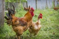 In the summer  a rooster and a hen are in the garden Royalty Free Stock Photo