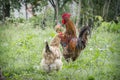 In the summer  a rooster and a hen are in the garden Royalty Free Stock Photo