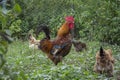 In the summer  a rooster and a hen are in the garden Royalty Free Stock Photo