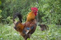 In the summer  a rooster and a hen are in the garden Royalty Free Stock Photo