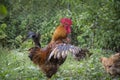 In the summer  a rooster and a hen are in the garden Royalty Free Stock Photo