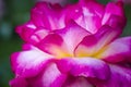 Summer Rose Garden Macro Photography Royalty Free Stock Photo