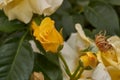 Roses blossomed in the garden of a country house.