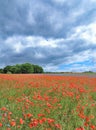 Summer on Ruegen, baltic Sea, Germany Royalty Free Stock Photo