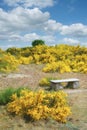 Summer on Ruegen,Germany Royalty Free Stock Photo