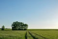 Summer rural dirt road between two fields Royalty Free Stock Photo