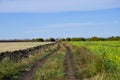 Summer rural dirt road between two fields Royalty Free Stock Photo