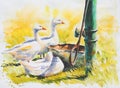 White geese watercolors painted