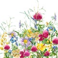 Summer rural field Herb flowers and butterfly background. watercolor illustration